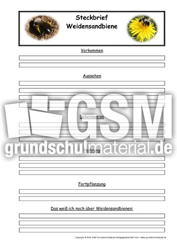 Steckbriefvorlage-Weidensandbiene.pdf